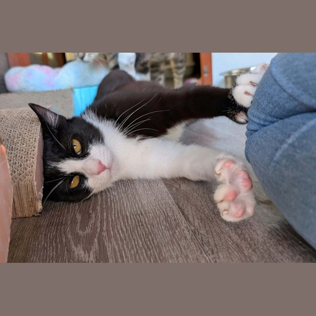 Photo of Felix