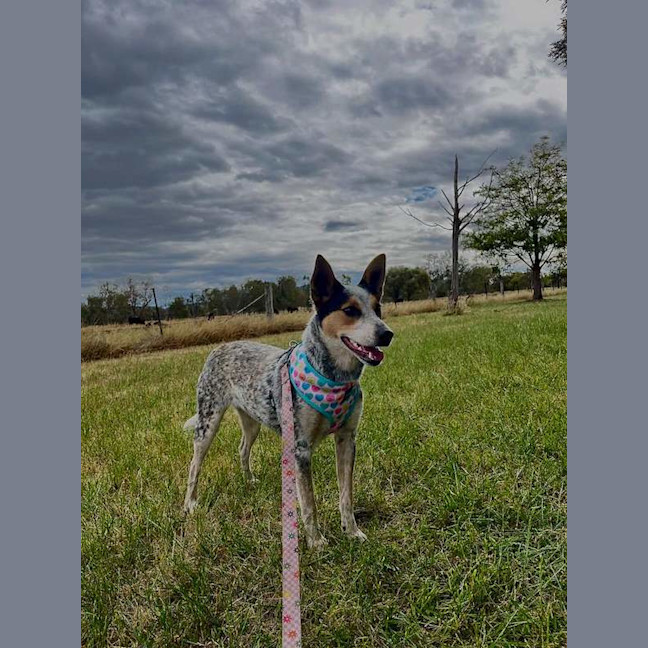 Photo of Tilly