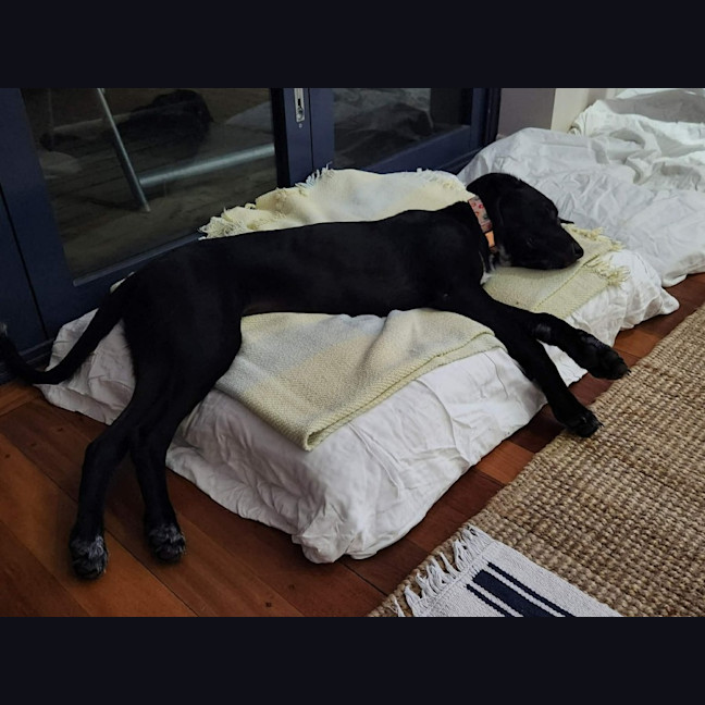 Photo of Coco