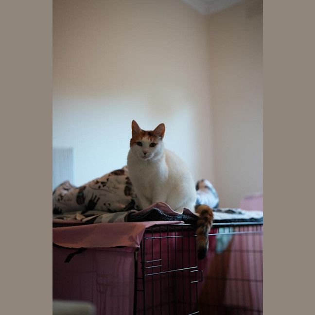 Photo of Waverley