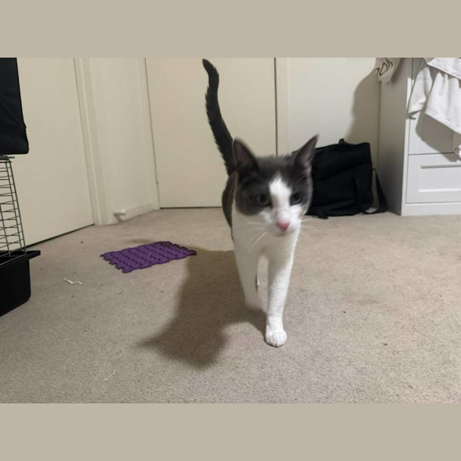 Photo of Felix The Cat!