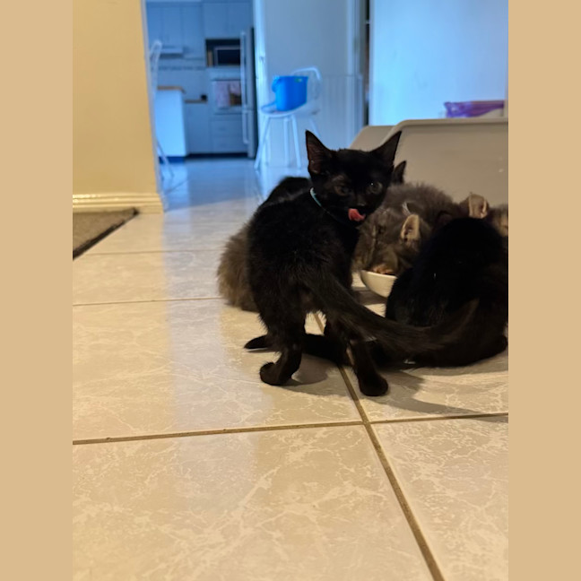 Photo of Lily And Bluebelle