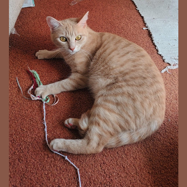 Photo of Meggs   Foster To Adopt