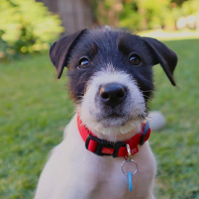 Photo of Bandit