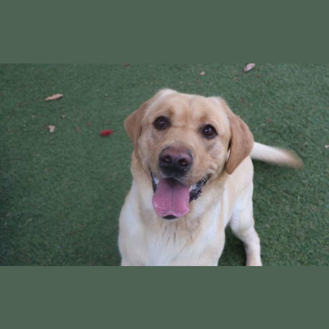 Photo of Ollie