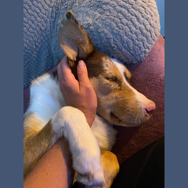 Photo of Bella