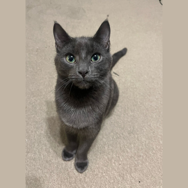 Photo of Ash (Bonded To Lyra)
