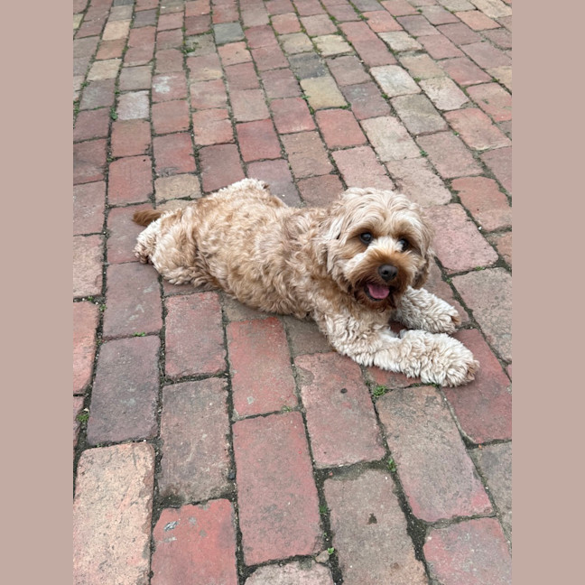 Photo of Millie
