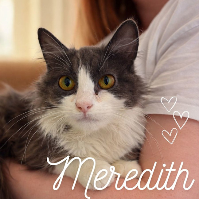 Photo of ꨄ︎ Meredith ꨄ︎