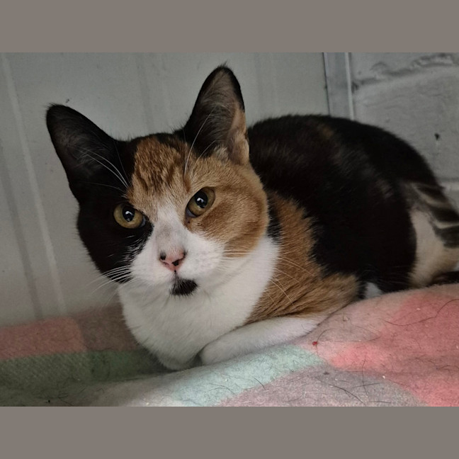 Photo of Daisy