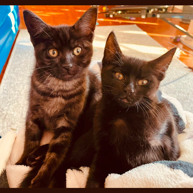 Photo of Rumor & Cider