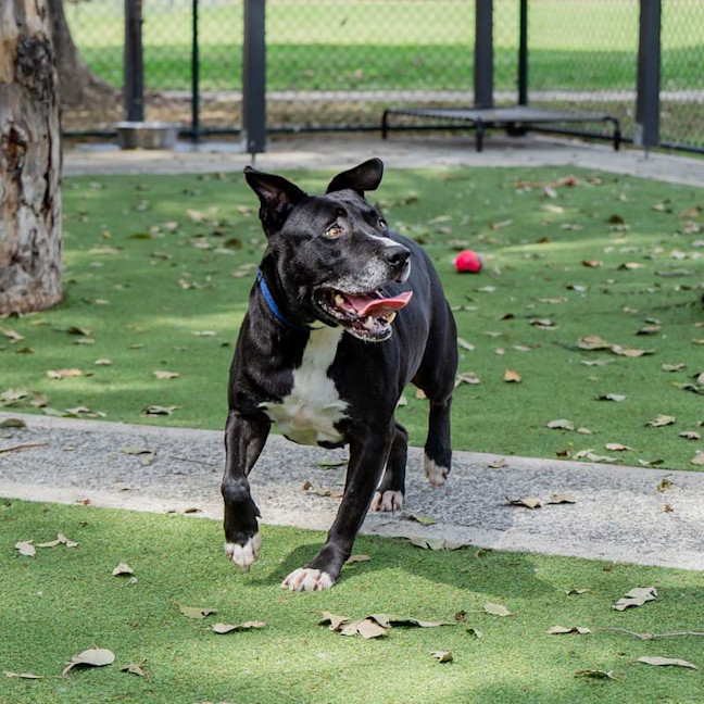 Photo of Koda