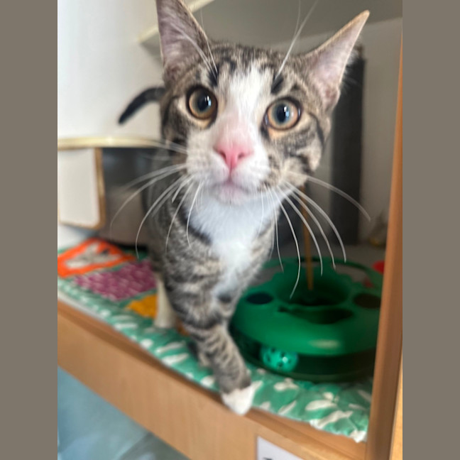 Photo of Chester