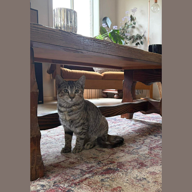 Photo of Chai