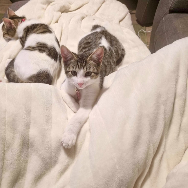 Photo of Rocket