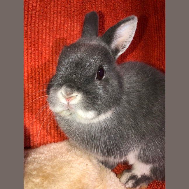 Photo of Fig & Trixie