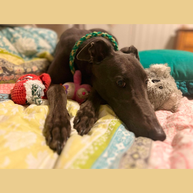 Photo of Mario, The Greyhound