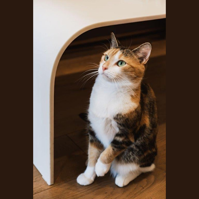 Photo of Genevieve Illingworth