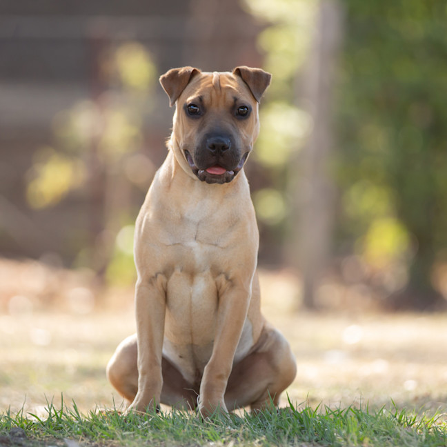 Photo of Toffee (Lemon)