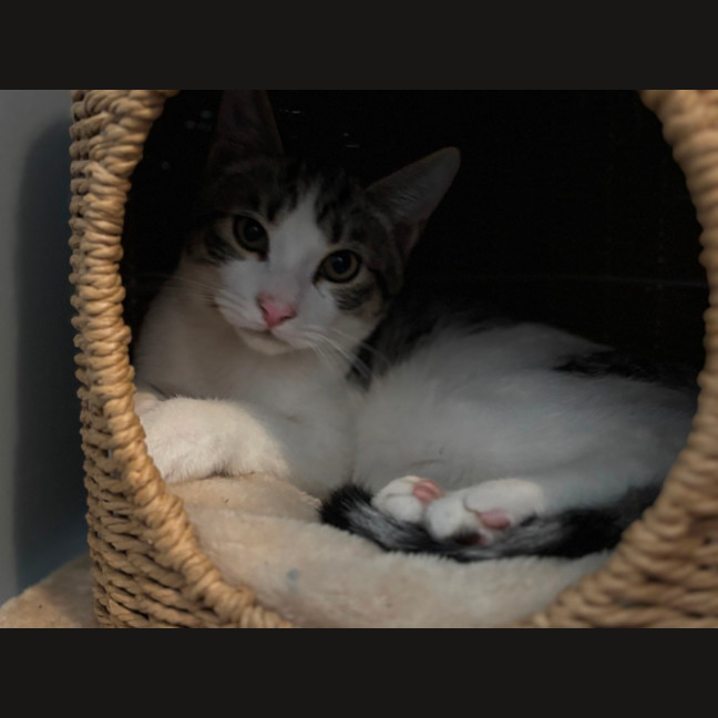 Photo of 🐾 Phoenix 🐾