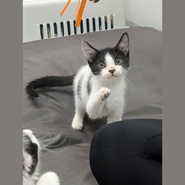 Photo of Stitch