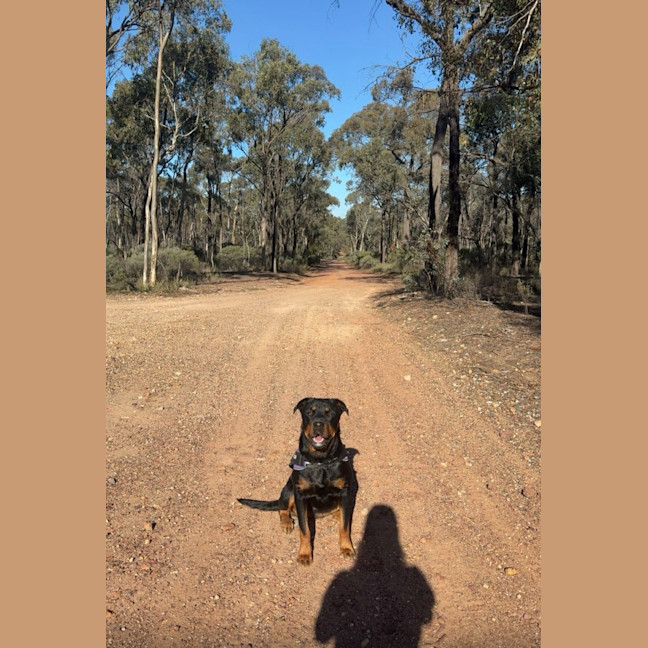 Photo of Nova