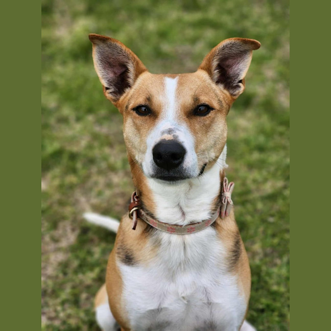 Photo of 🌼 Daisy 6367 🌼