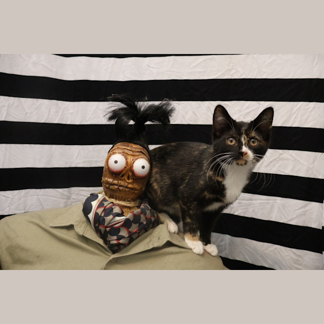 Photo of Four Beetlejuice Kittens!