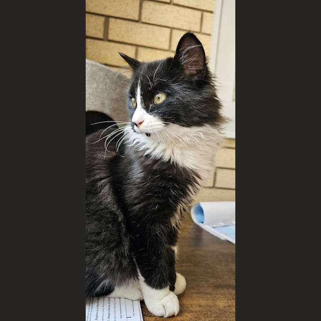 Photo of Tommy
