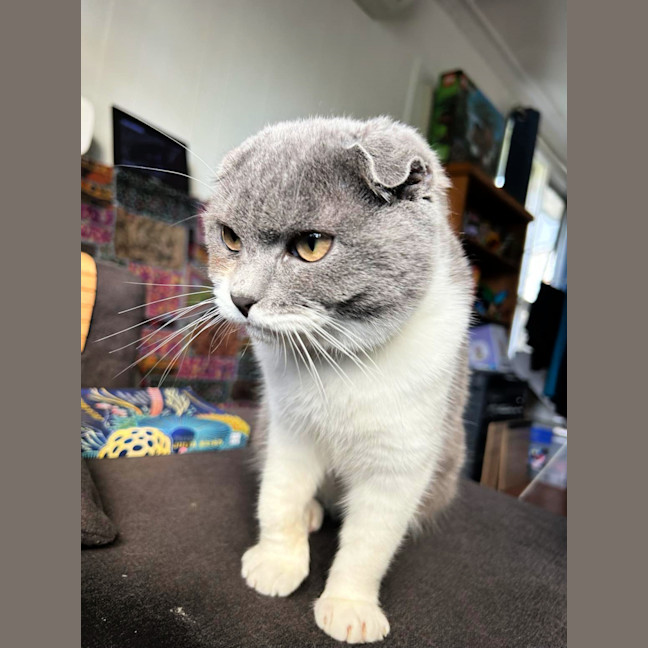 Photo of 🌜Moonshine🌛