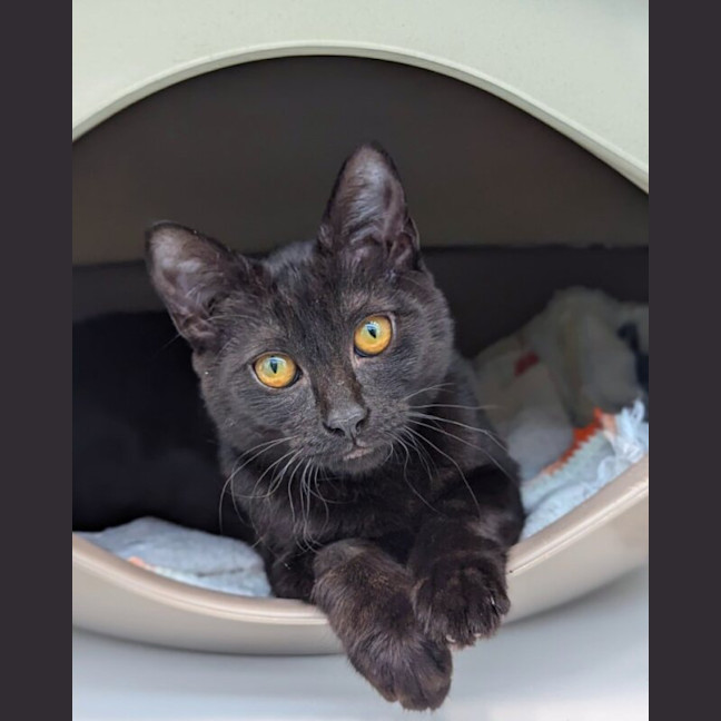 Photo of Olive