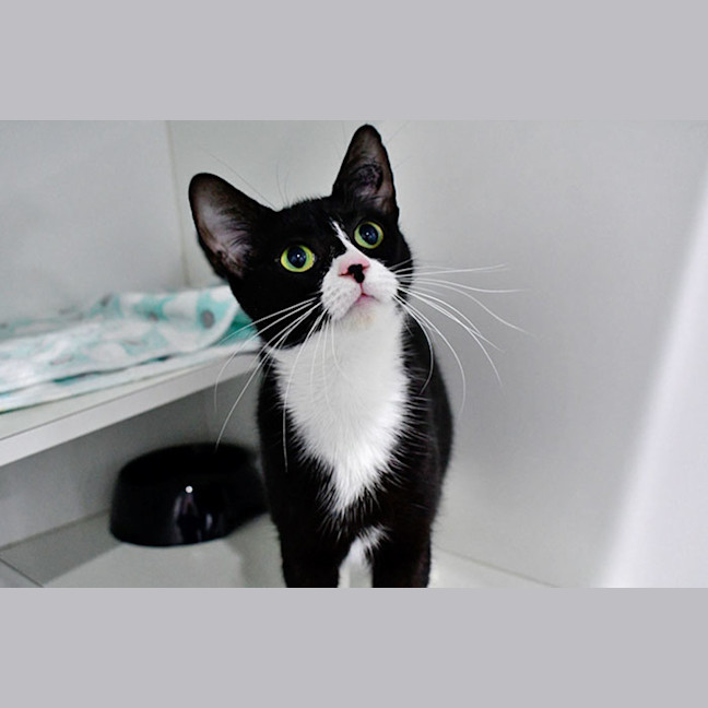 Photo of Cleo