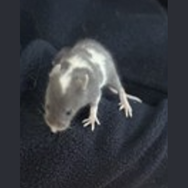 Photo of Tim Tam