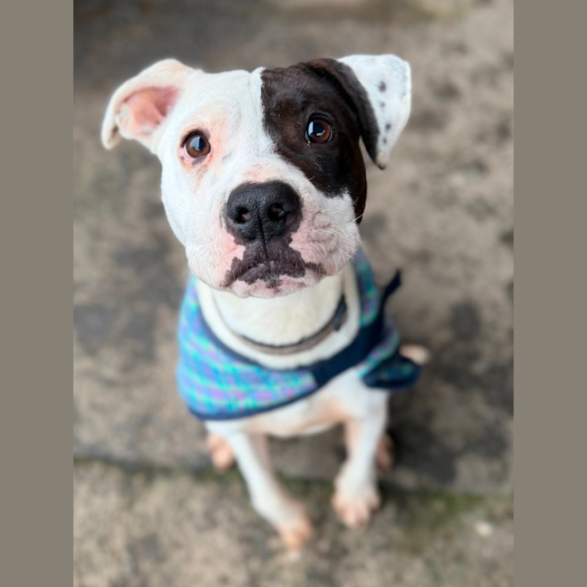 Photo of Scrappy Doo