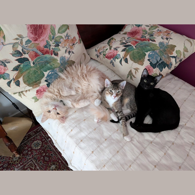 Photo of Basil   In Foster Care In Glenroy