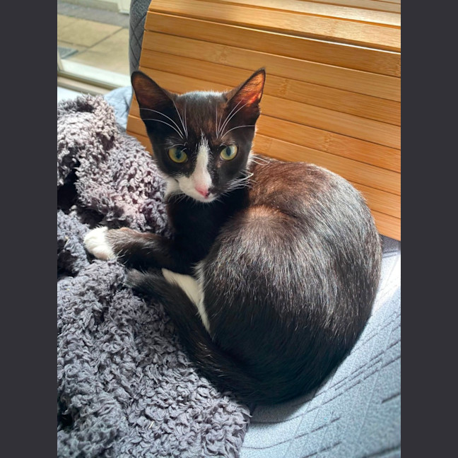 Photo of Fig