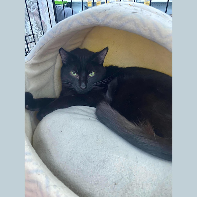 Photo of Salem