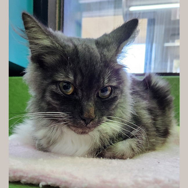 Photo of Bartholomeow