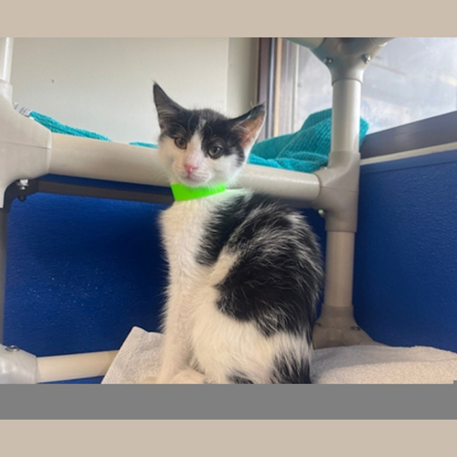 Photo of Bandit