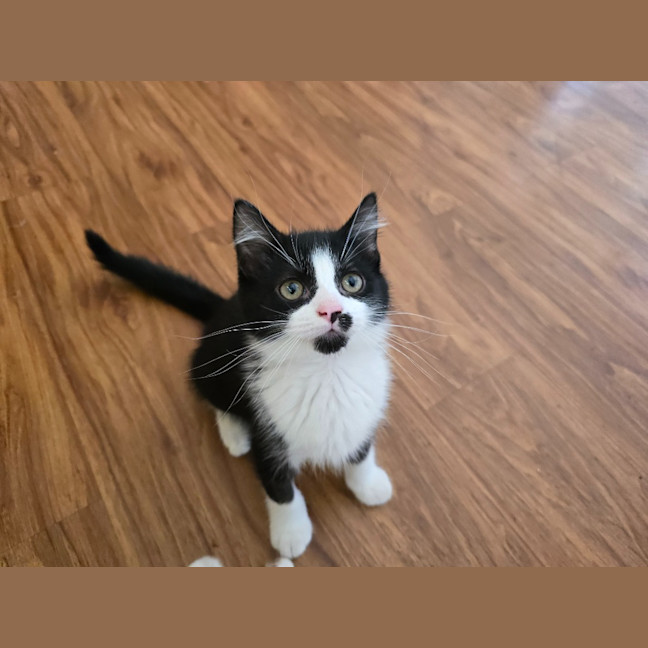 Photo of Jack Sparrow