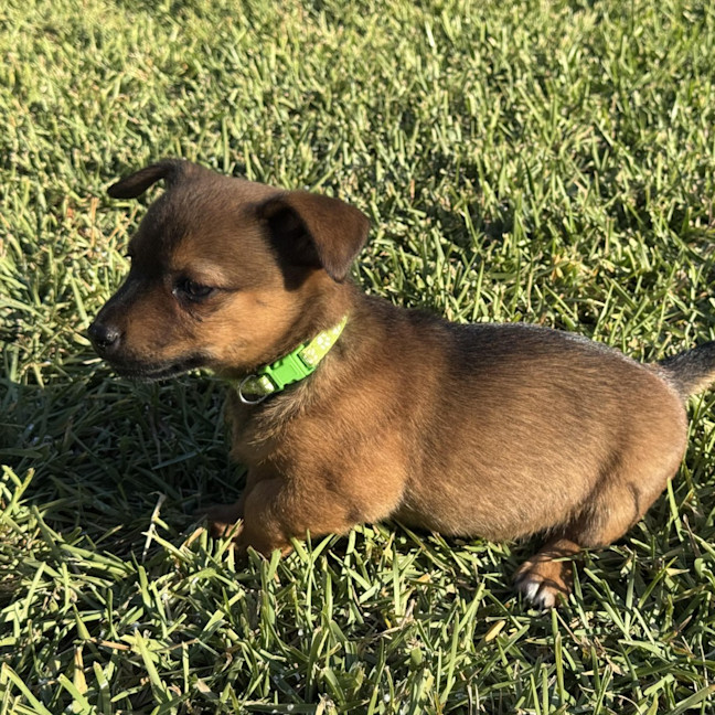 Photo of Marshmallow