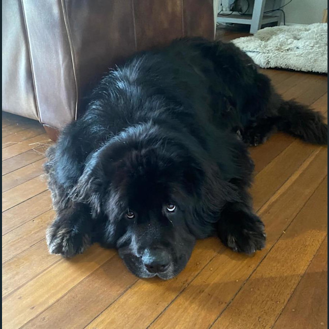 Photo of Barney   5 Year Old Newfoundland