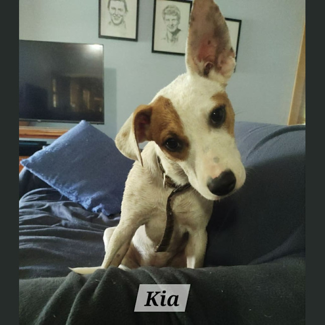 Photo of Kia