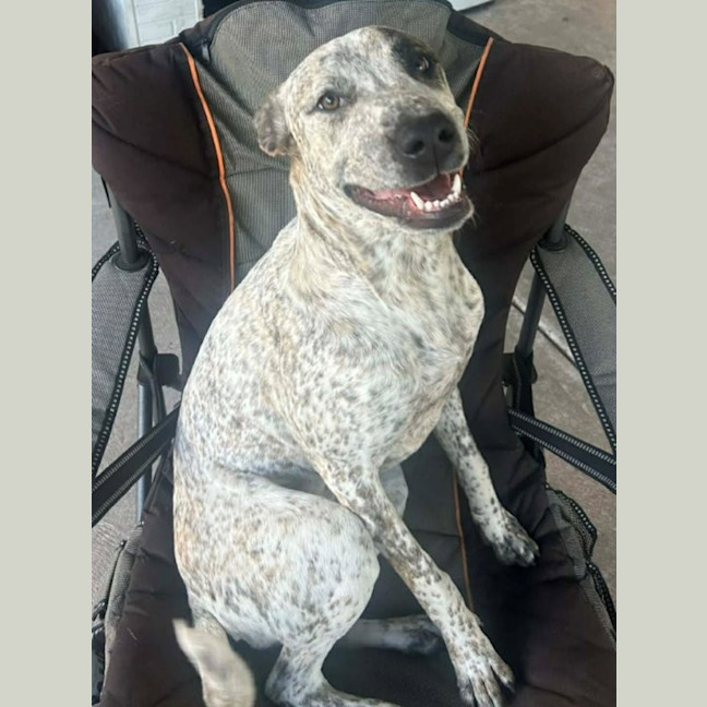 Photo of Indi   1 Year Old Great Dane X Cattle Dog