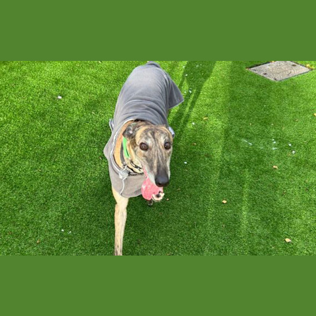Photo of Bingo
