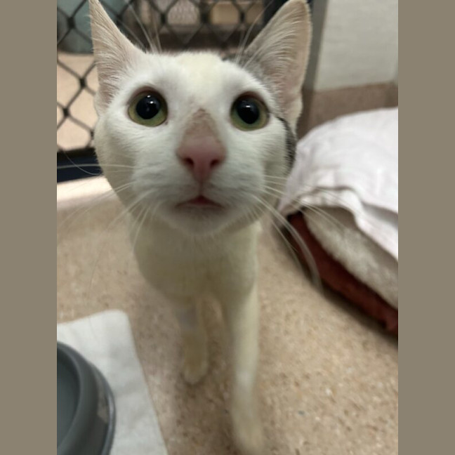 Photo of Patch