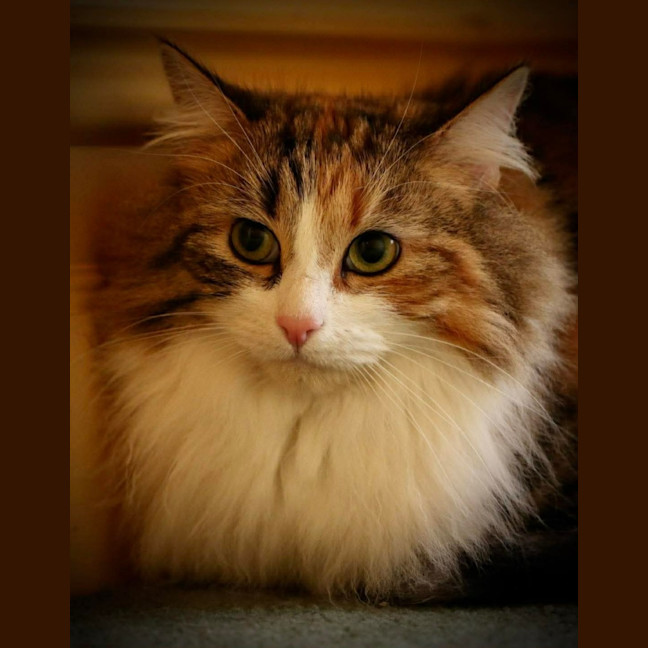 Photo of Mystic 