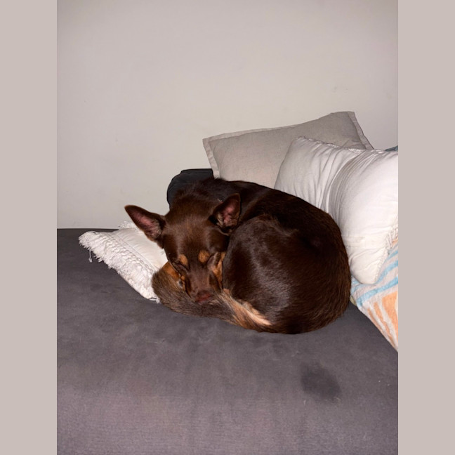 Photo of Rocky