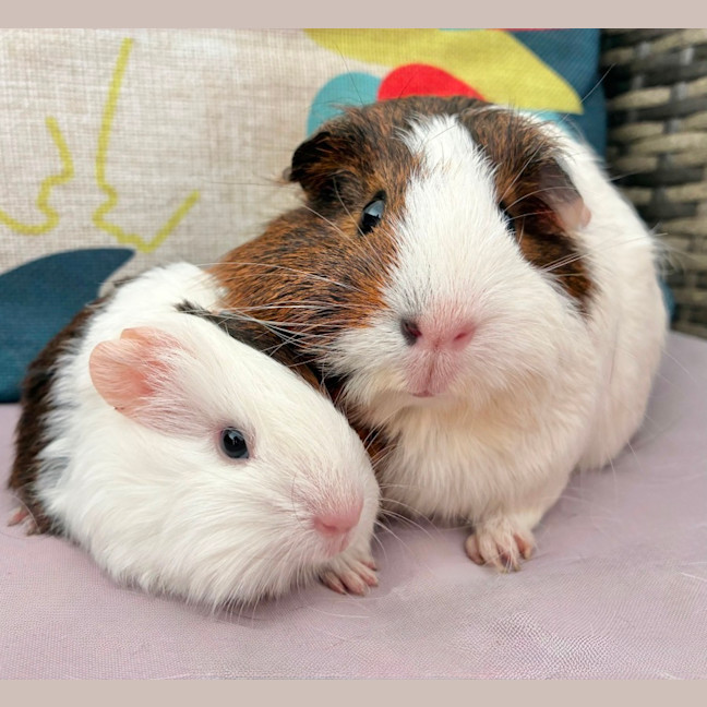 Photo of Rose And Petal