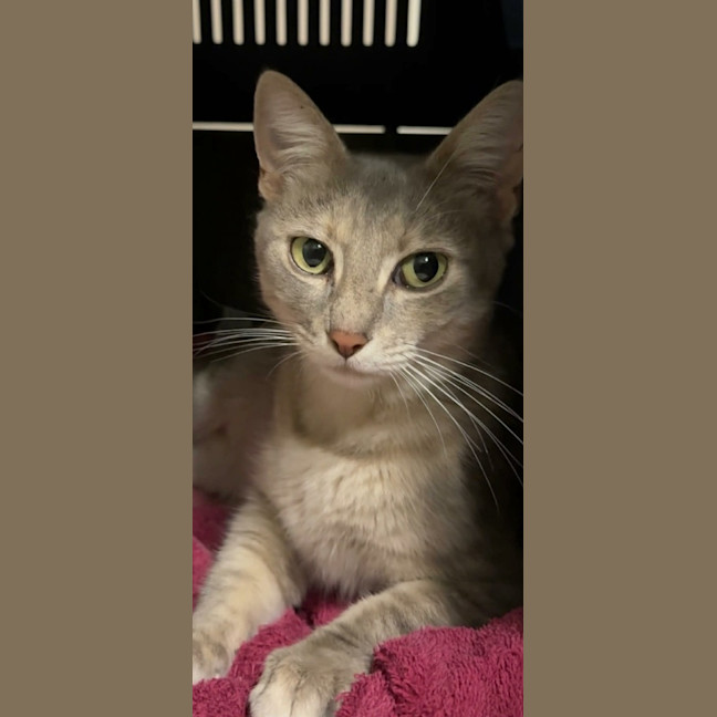 Photo of Luna